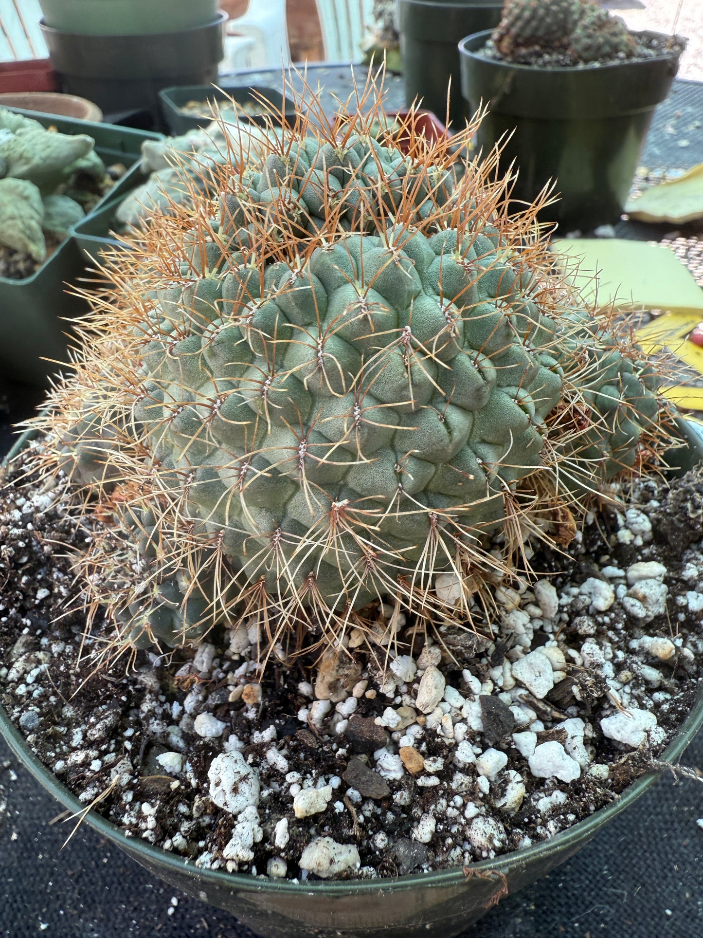 Sulcorebutia Pulchra rare cactus in 6 inch pot 311