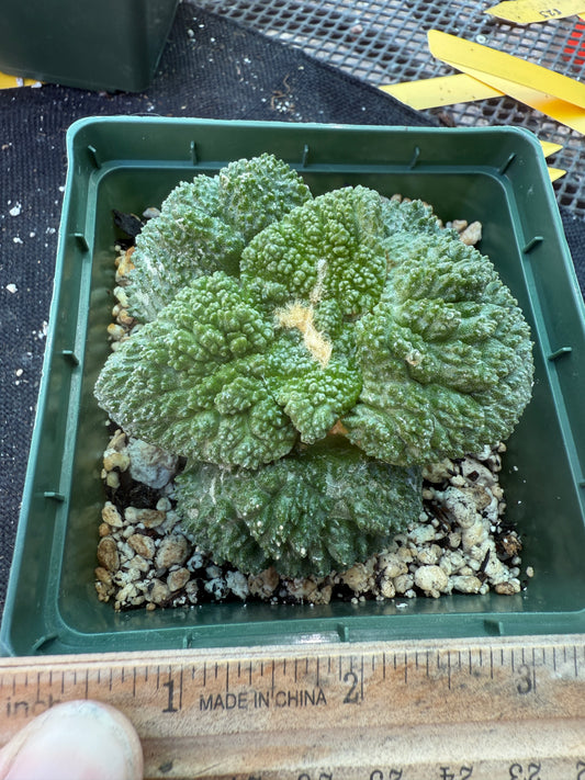 Ariocarpus Godzilla grafted on short pereskiopsis 312 very nice