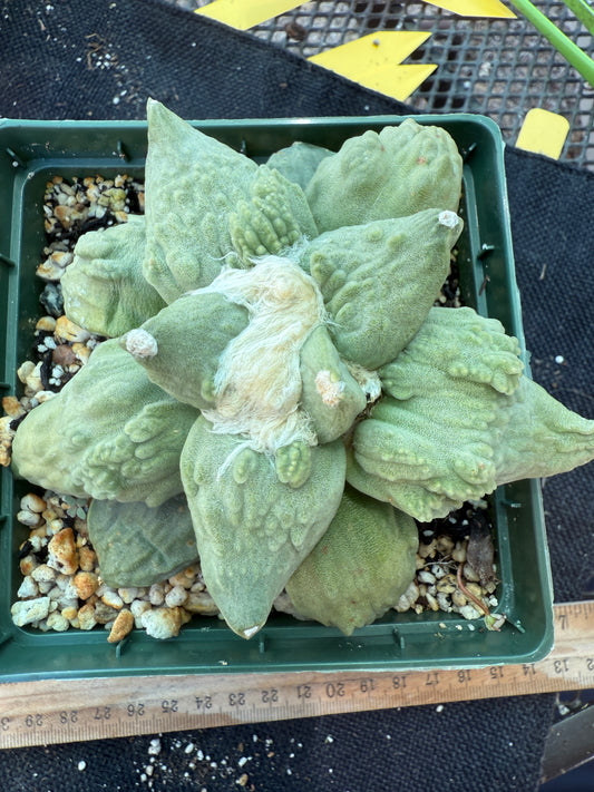 Ariocarpus cauliflower grafted on short pereskiopsis very nice 313
