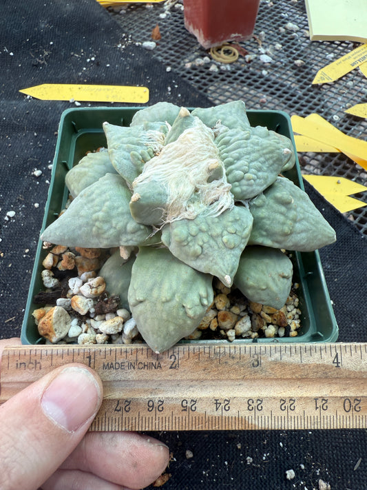 Ariocarpus cauliflower grafted on short pereskiopsis very nice plant 314