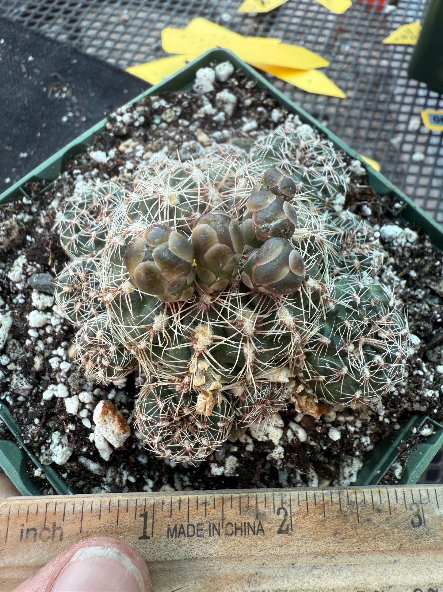 Gymnocalycium bruschii in 4.25 inch pot 315