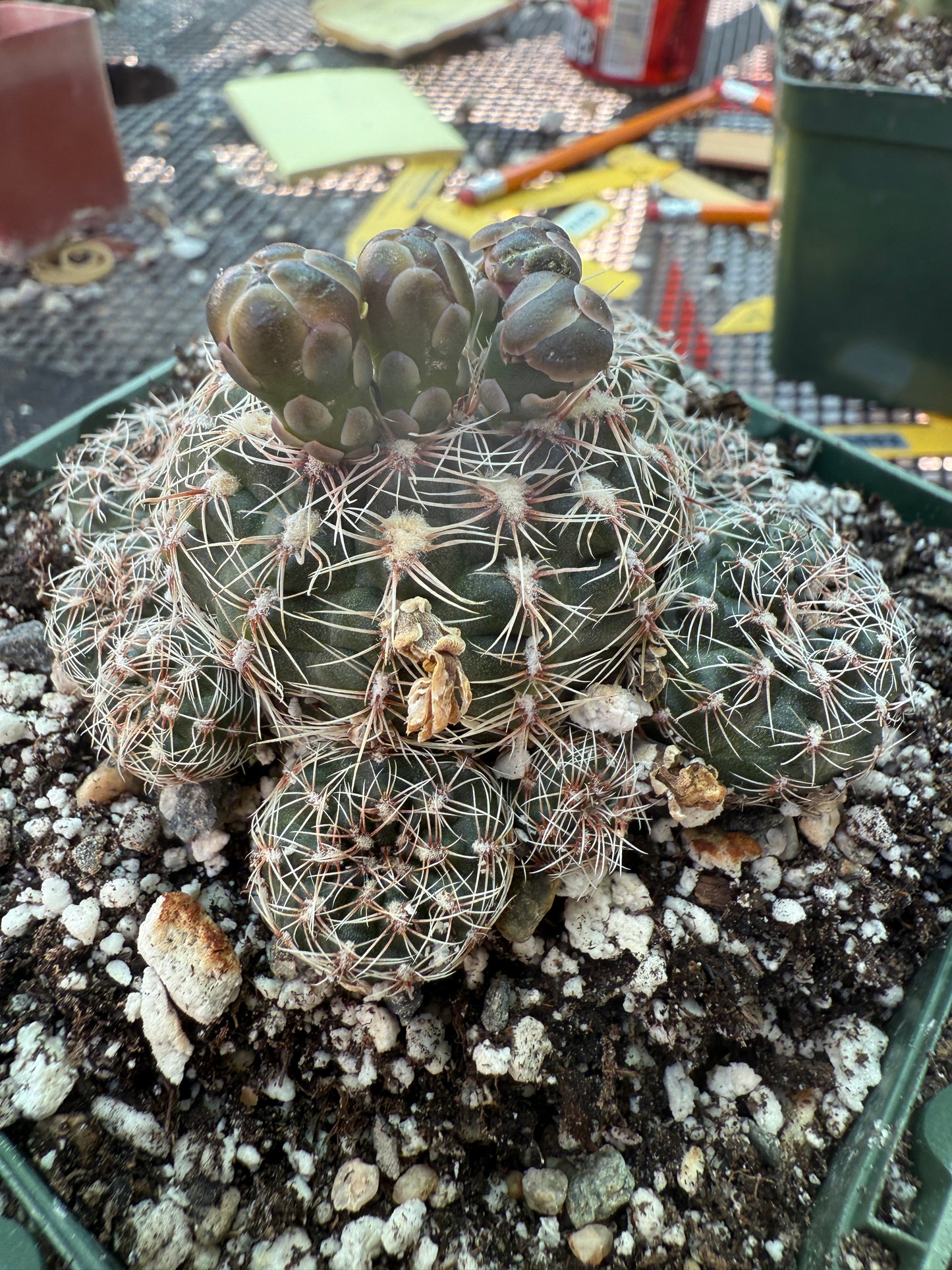 Gymnocalycium bruschii in 4.25 inch pot 315
