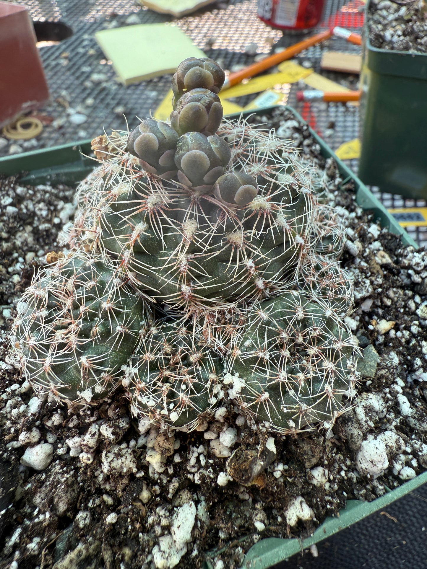 Gymnocalycium bruschii in 4.25 inch pot 315