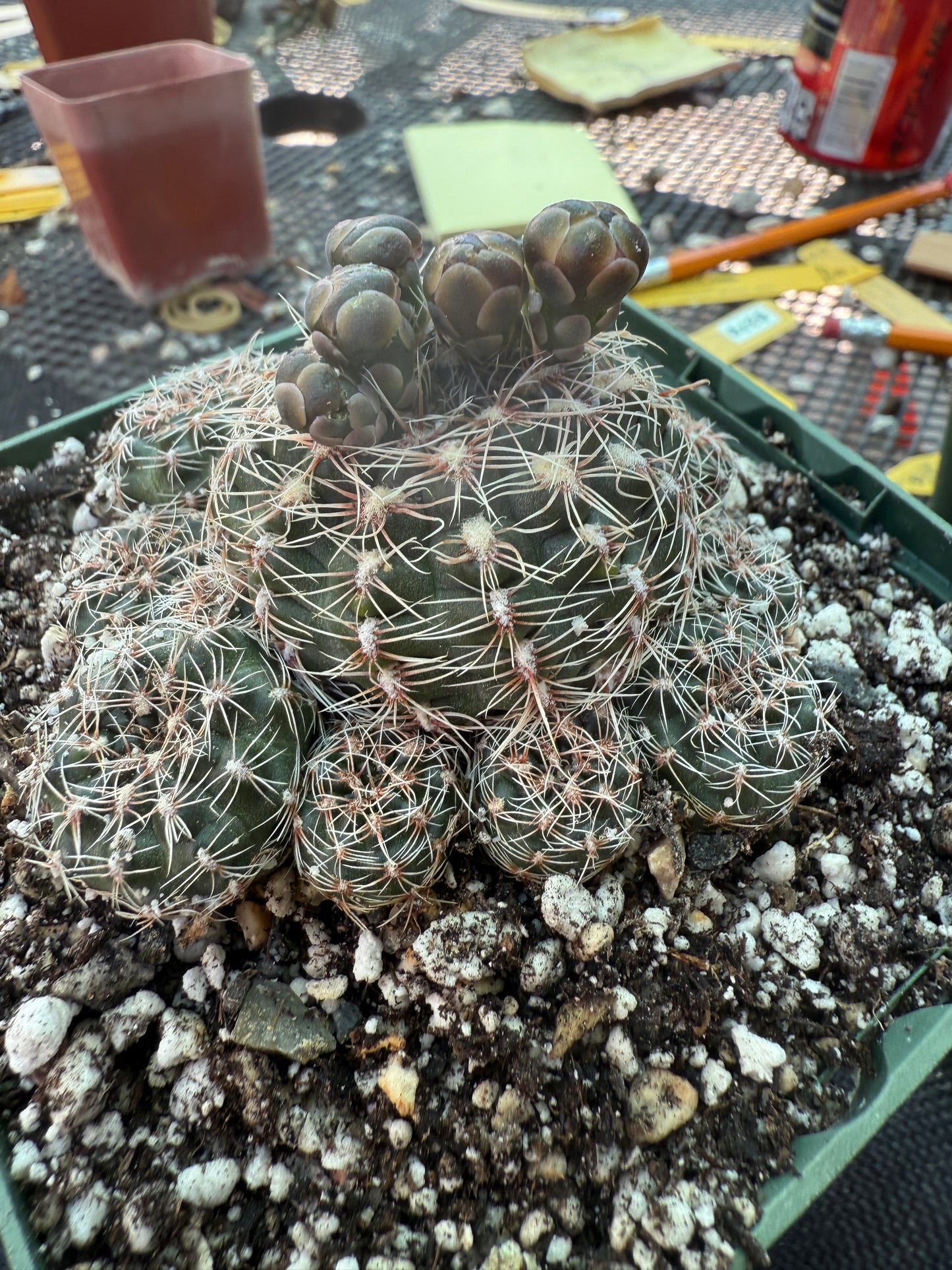 Gymnocalycium bruschii in 4.25 inch pot 315