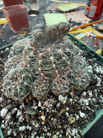 Gymnocalycium bruschii in 4.25 inch pot 315