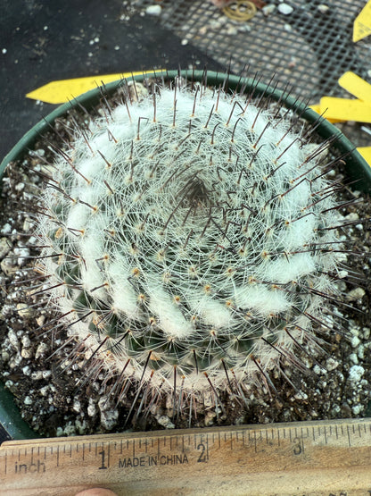 Mammillaria ritteri rare plant in 6 inch pot 316