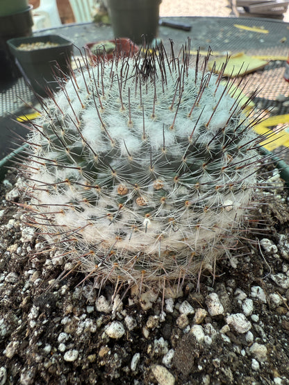 Mammillaria ritteri rare plant in 6 inch pot 316