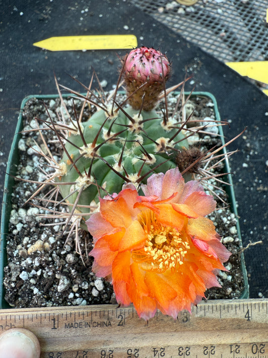 Acanthocalycium hoevenii bicolored flowers in 4.25 inch pot 317