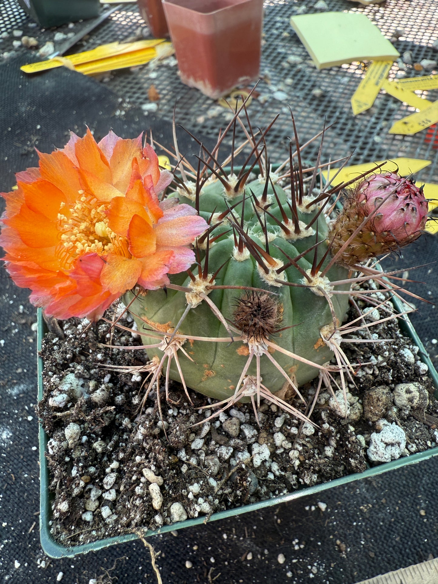 Acanthocalycium hoevenii bicolored flowers in 4.25 inch pot 317