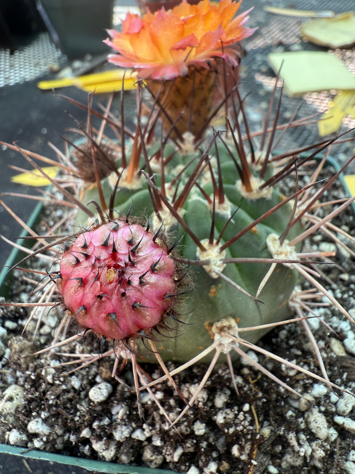 Acanthocalycium hoevenii bicolored flowers in 4.25 inch pot 317