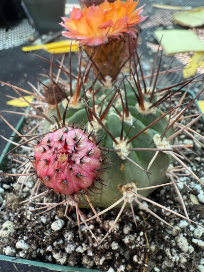 Acanthocalycium hoevenii bicolored flowers in 4.25 inch pot 317