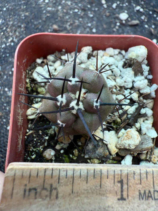 Copiapoa cinerea cactus 3 years old seedling 370