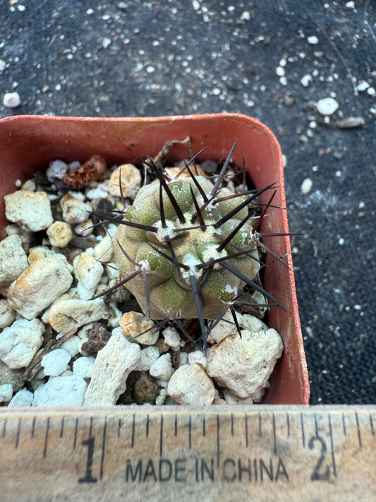 Copiapoa cinerea 3 years old seedling 682