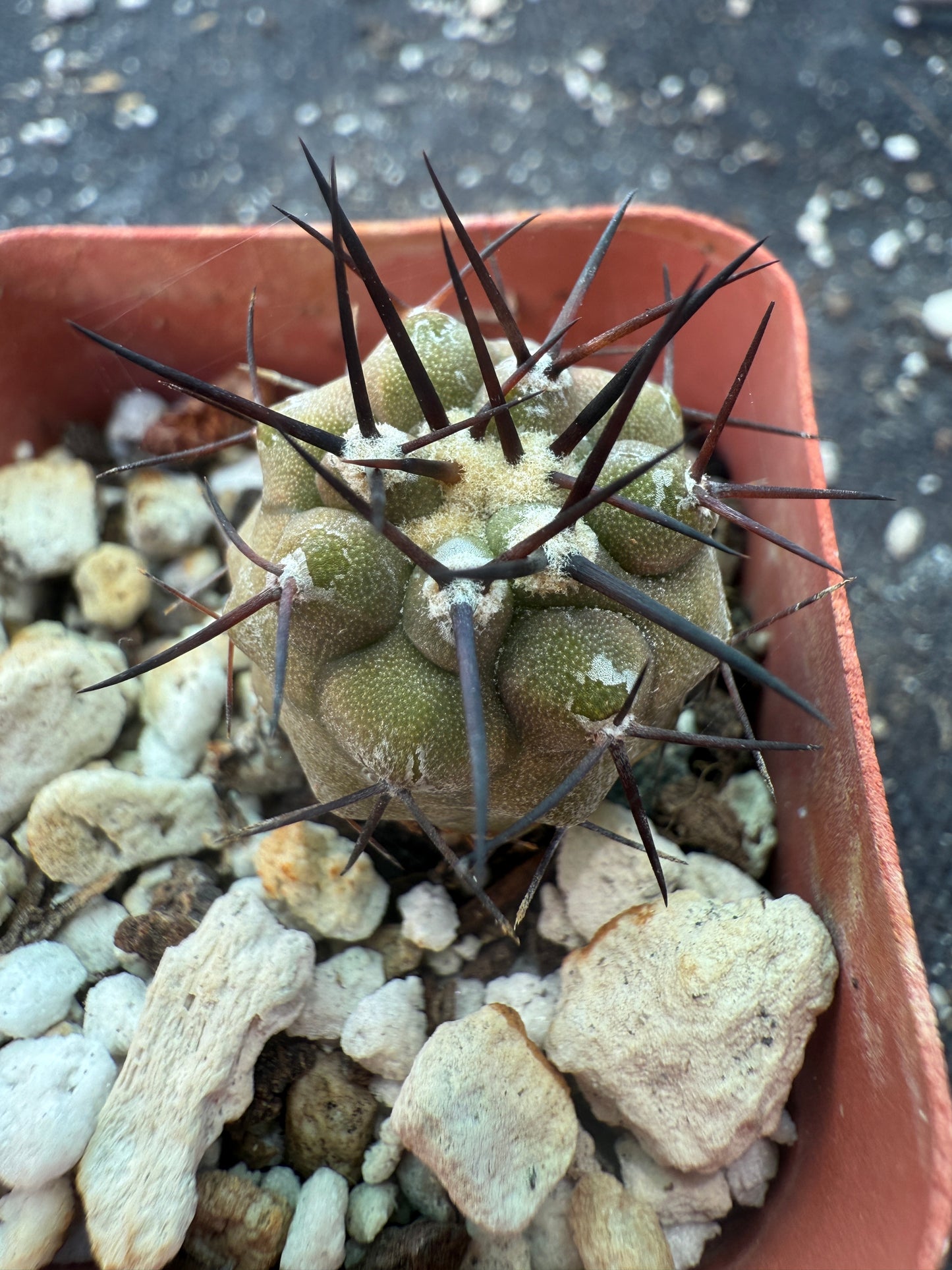Copiapoa cinerea 3 years old seedling 682