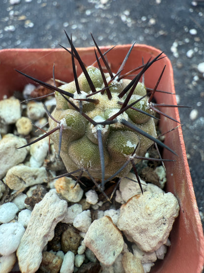 Copiapoa cinerea 3 years old seedling 682