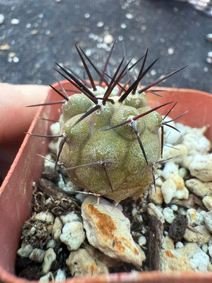 Copiapoa cinerea 3 years old seedling 682