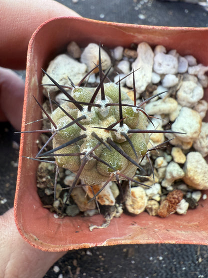 Copiapoa cinerea 3 years old seedling 682
