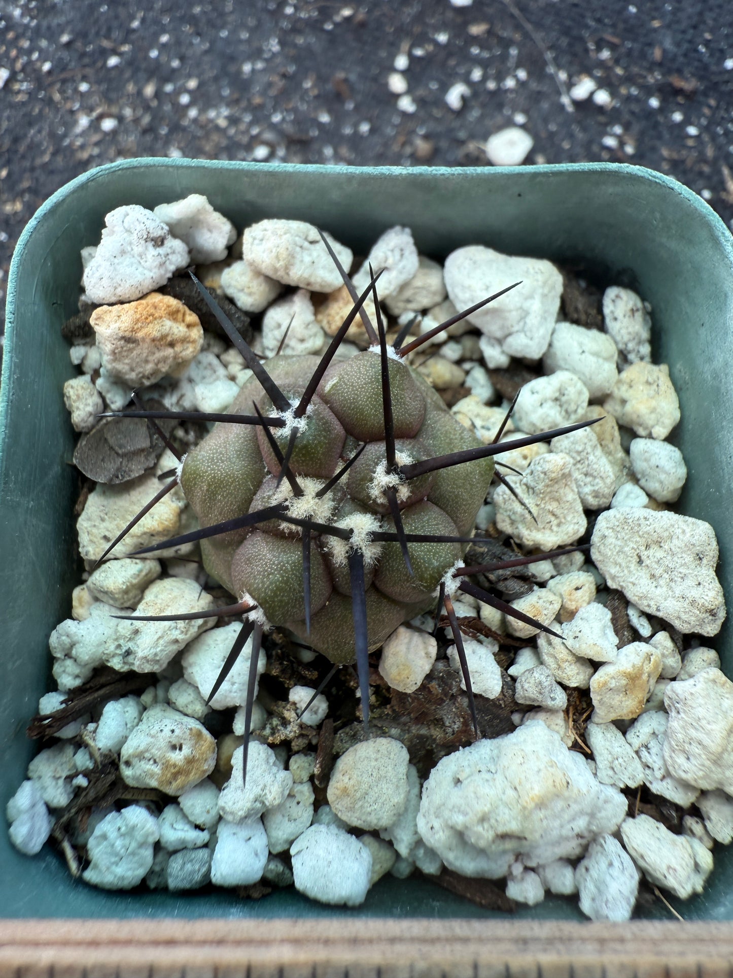 Copiapoa cinerea 3 years old seedlings 321