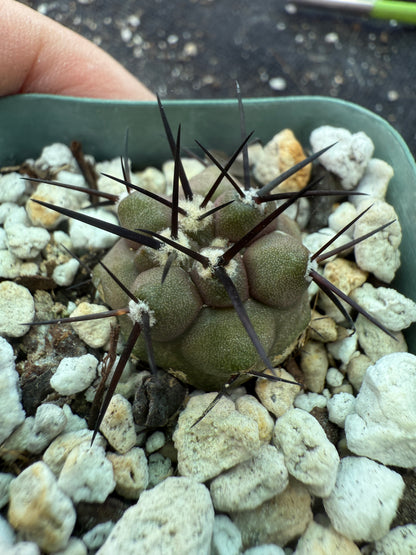 Copiapoa cinerea 3 years old seedlings 321