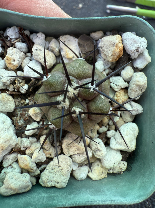Copiapoa cinerea 3 years old seedlings 321