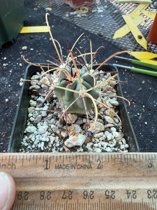 Ancistrocactus uncinatus rare cactus 323