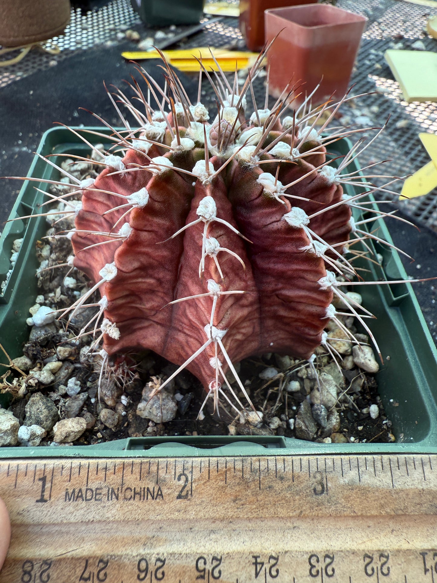 Gymnocalycium friedrichii in 4.25 inch pot 324