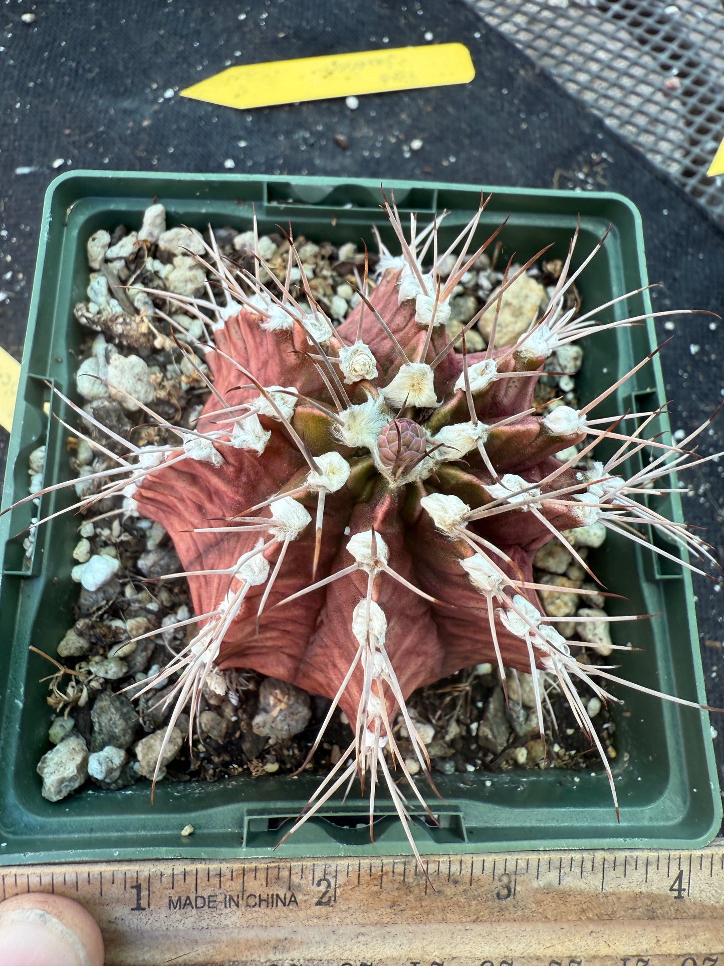 Gymnocalycium friedrichii in 4.25 inch pot 324