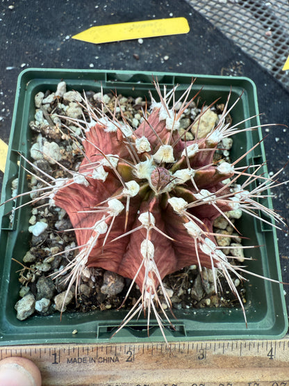 Gymnocalycium friedrichii in 4.25 inch pot 324