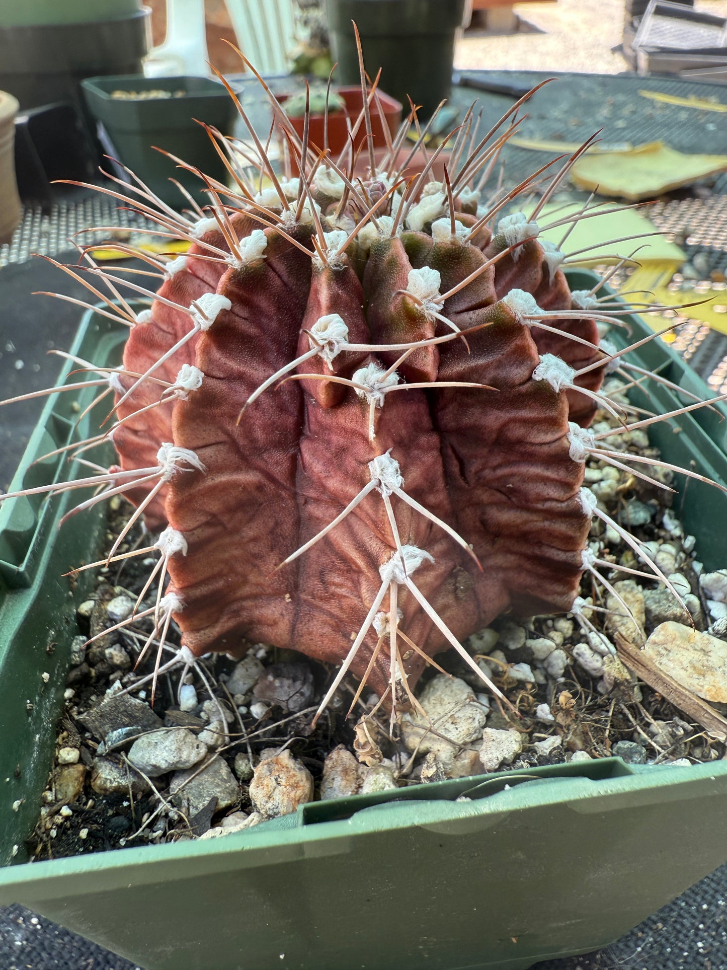 Gymnocalycium friedrichii in 4.25 inch pot 324