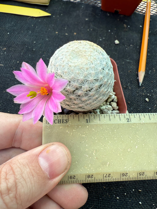 Mammillaria herrerae large Japanese import 144