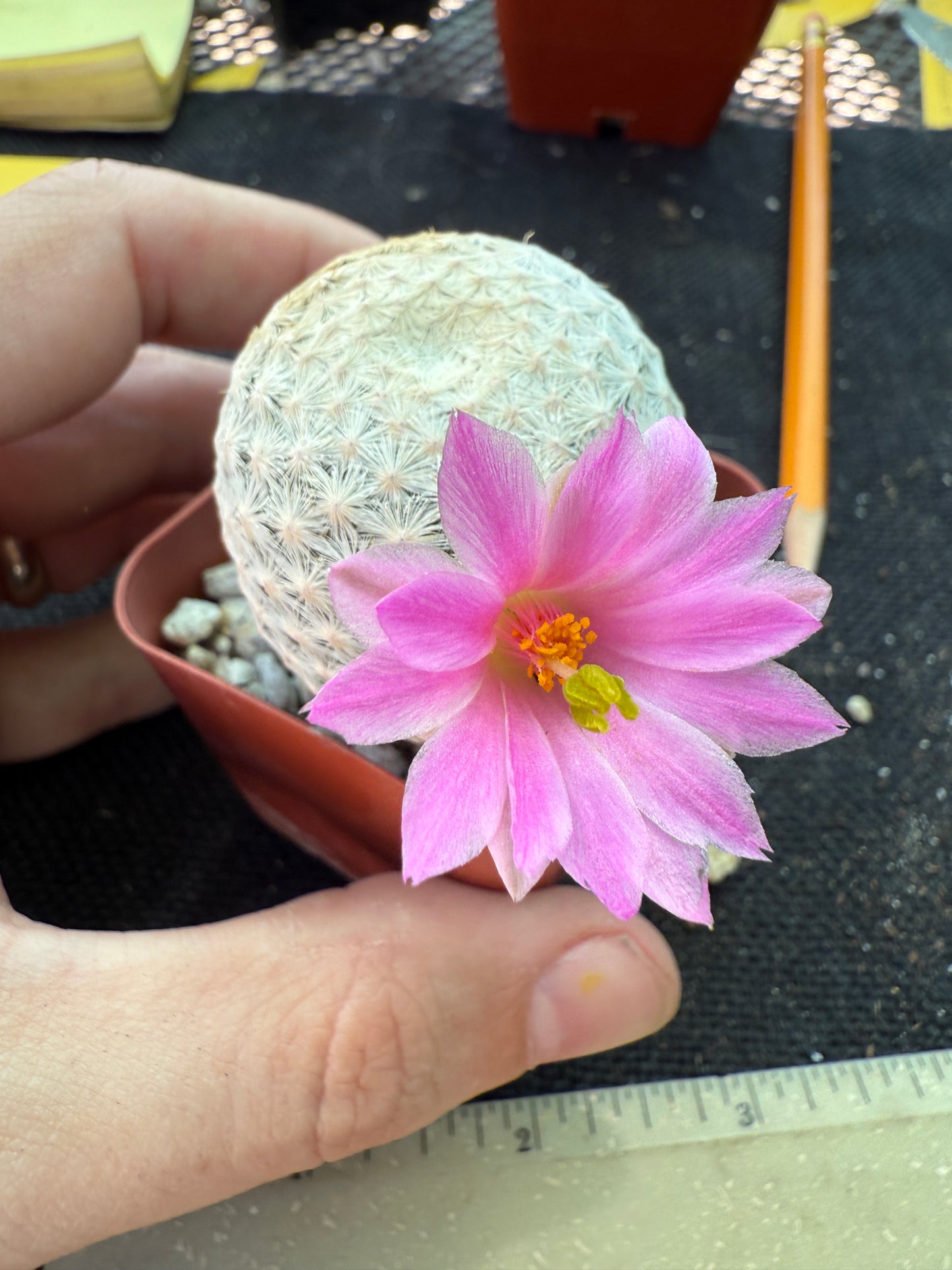 Mammillaria herrerae large Japanese import 144