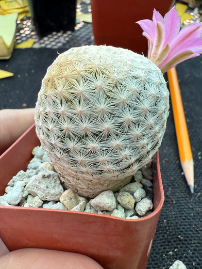 Mammillaria herrerae large Japanese import 144