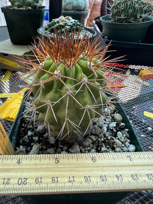 Copiapoa longistaminae cactus in 4 inch pot very nice