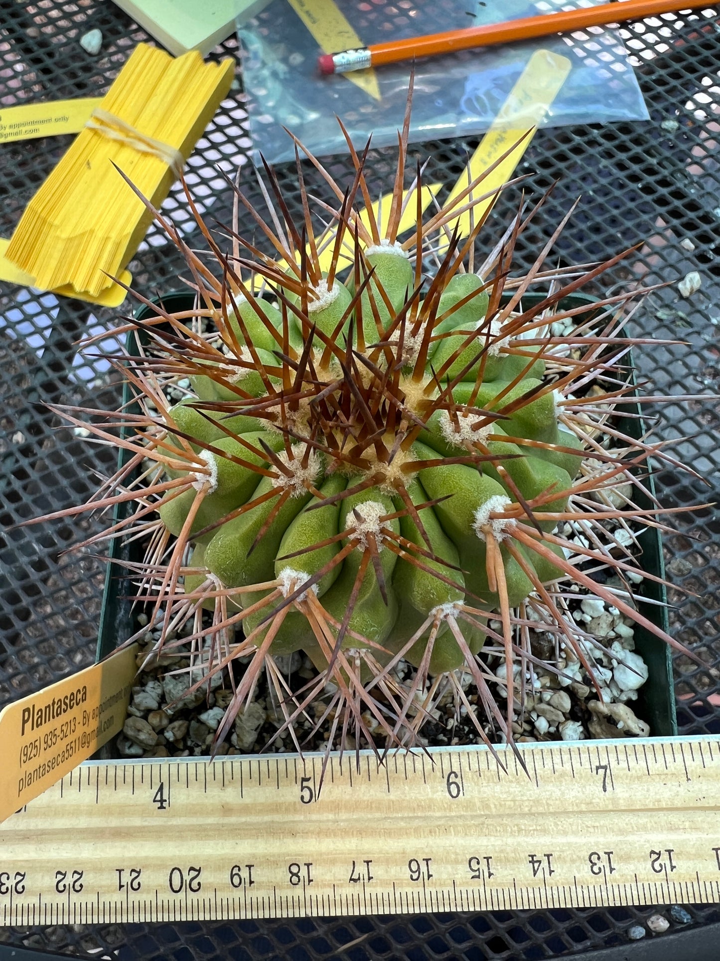 Copiapoa longistaminae cactus in 4 inch pot very nice