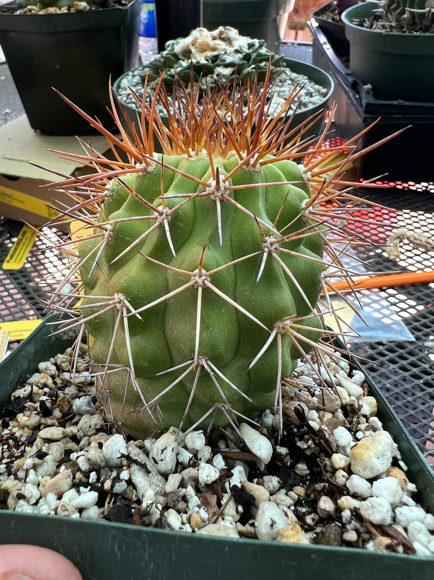 Copiapoa longistaminae cactus in 4 inch pot very nice