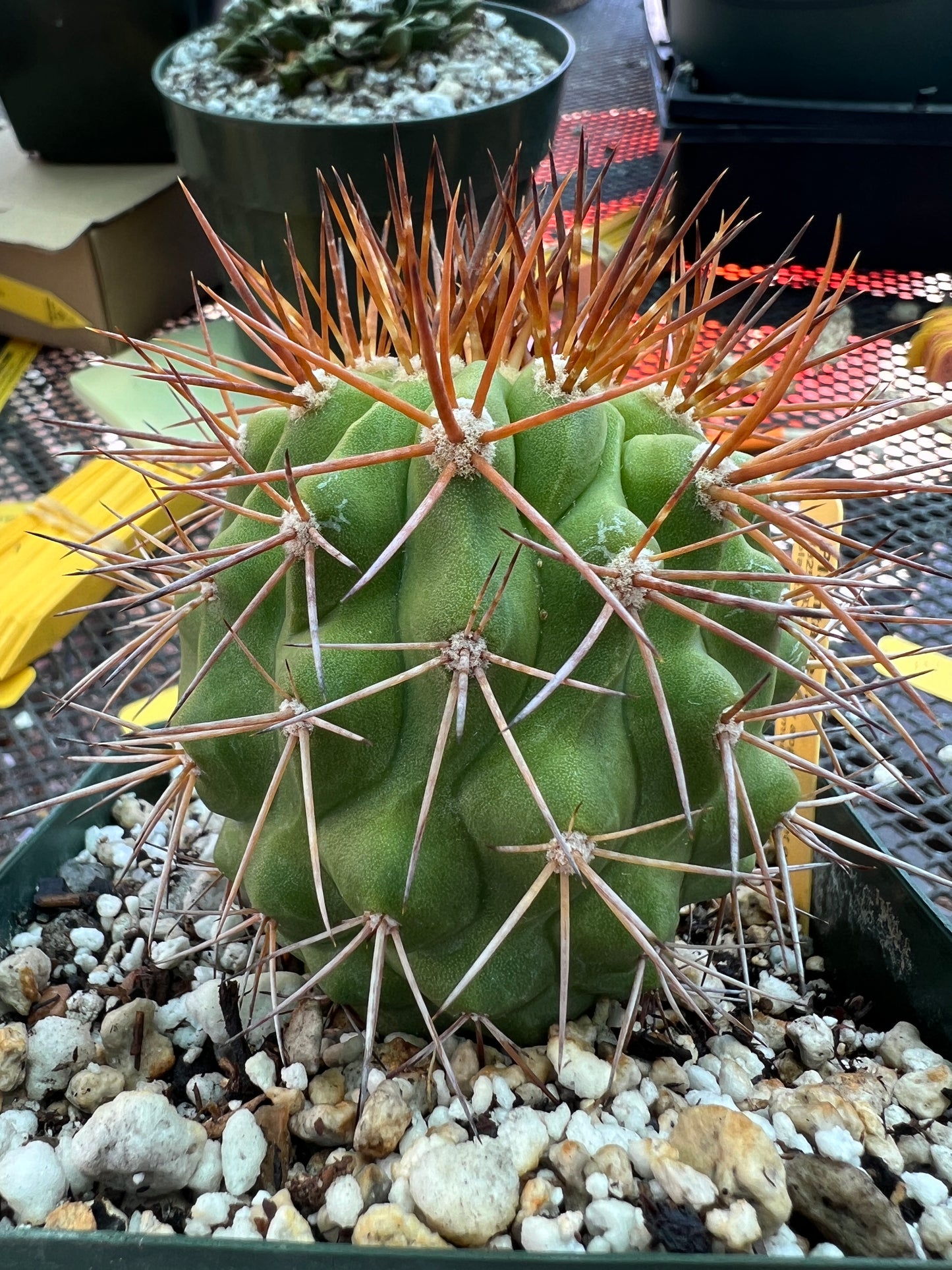 Copiapoa longistaminae cactus in 4 inch pot very nice