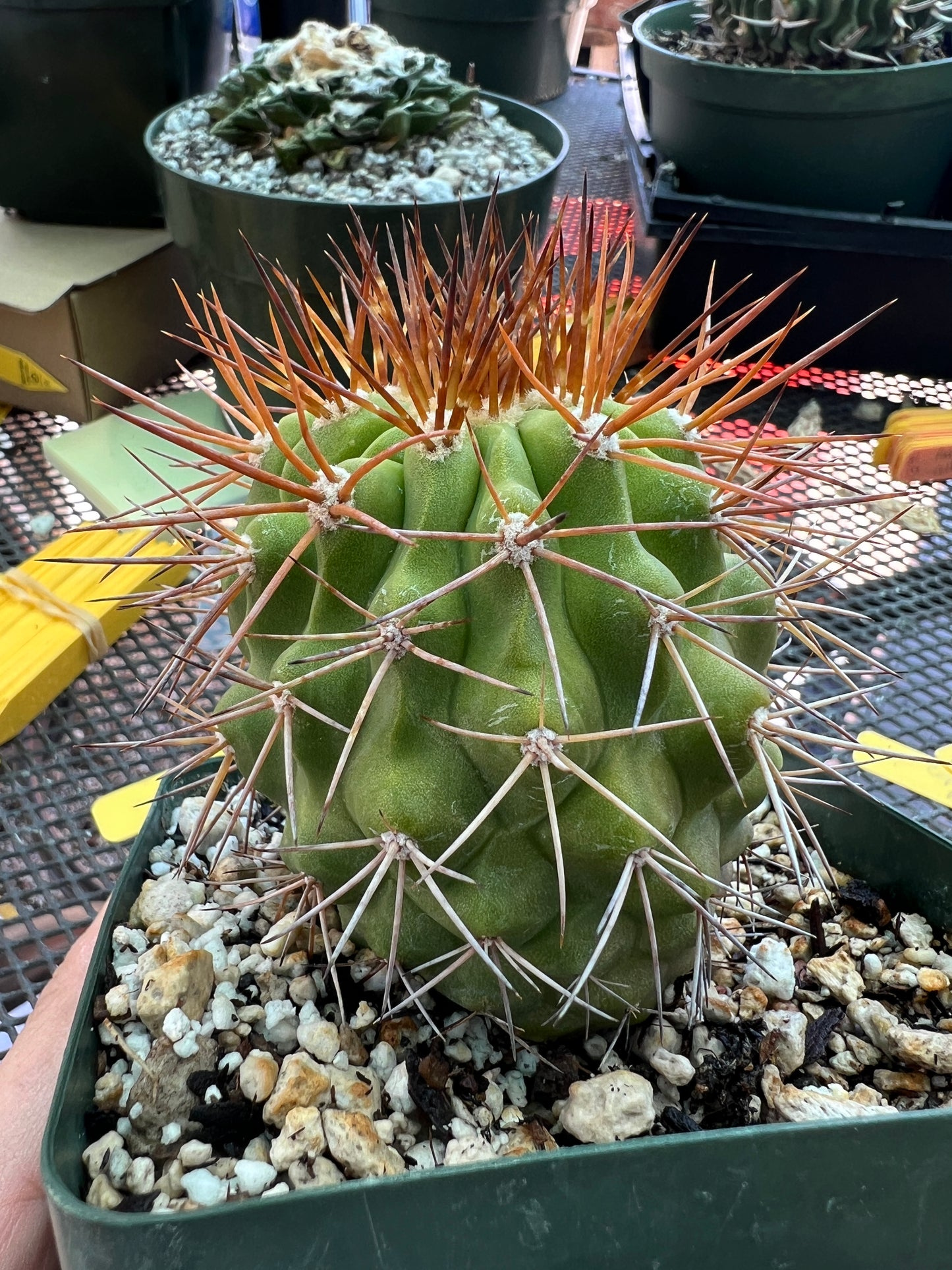 Copiapoa longistaminae cactus in 4 inch pot very nice