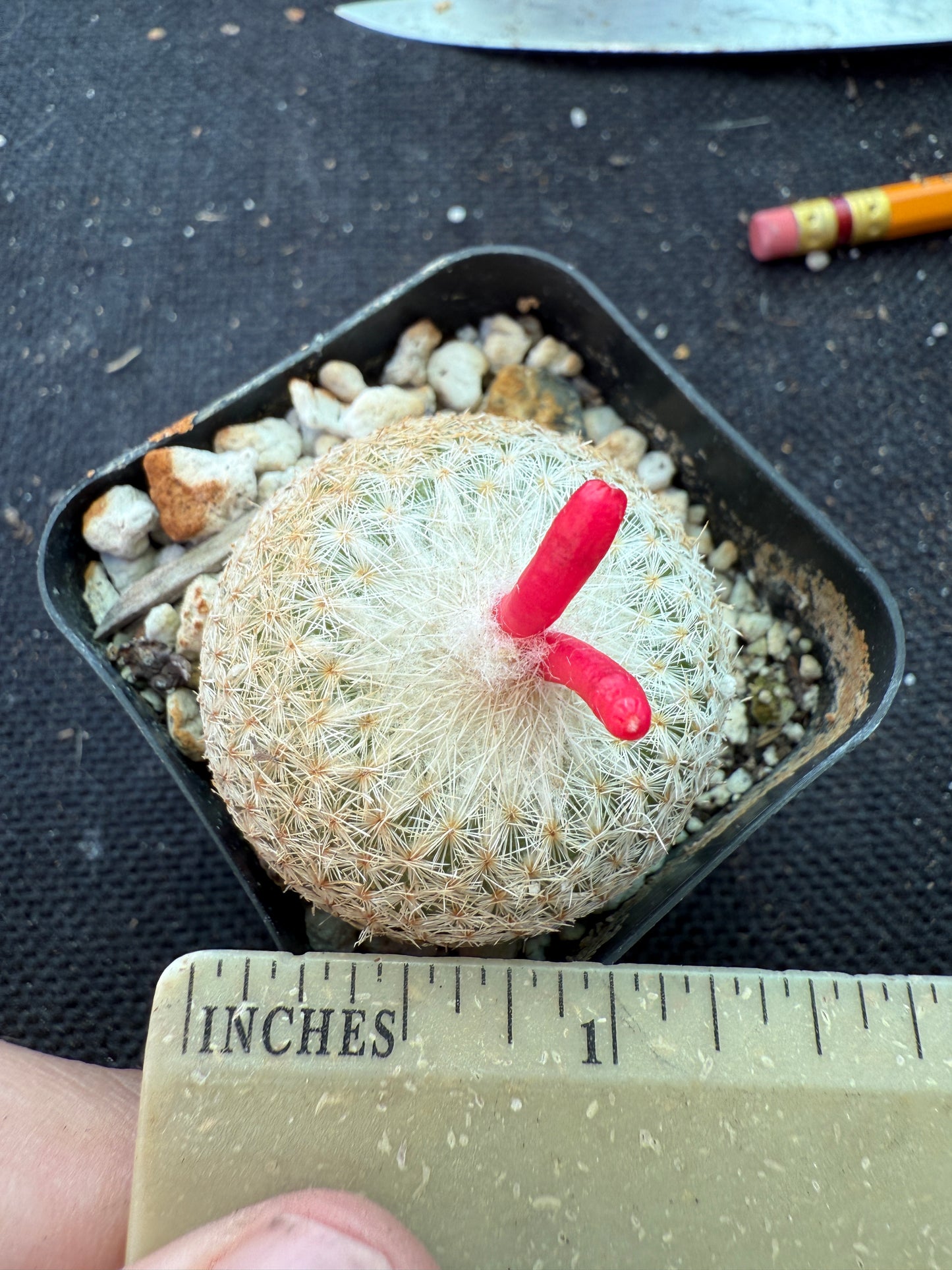 Epithelantha micromeres self fertile cactus 147