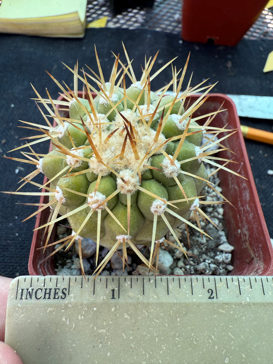 Copiapoa columna alba white spines beautiful plant 1777