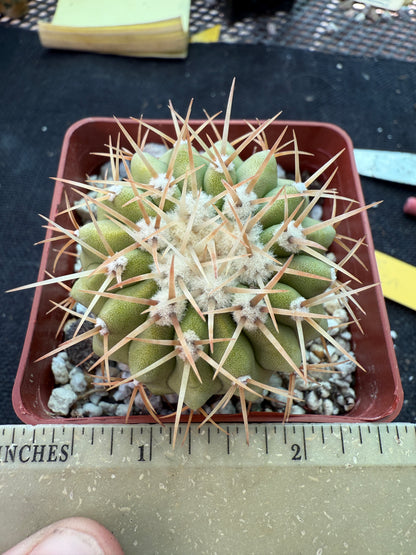 Copiapoa columna alba cactus white spines gorgeous plant 1776