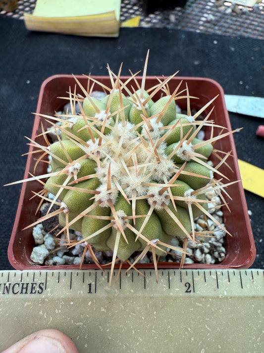 Copiapoa columna alba cactus white spines gorgeous plant 1776