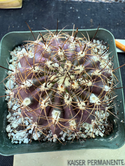 Neoporteria heinrichiana rare cactus 151