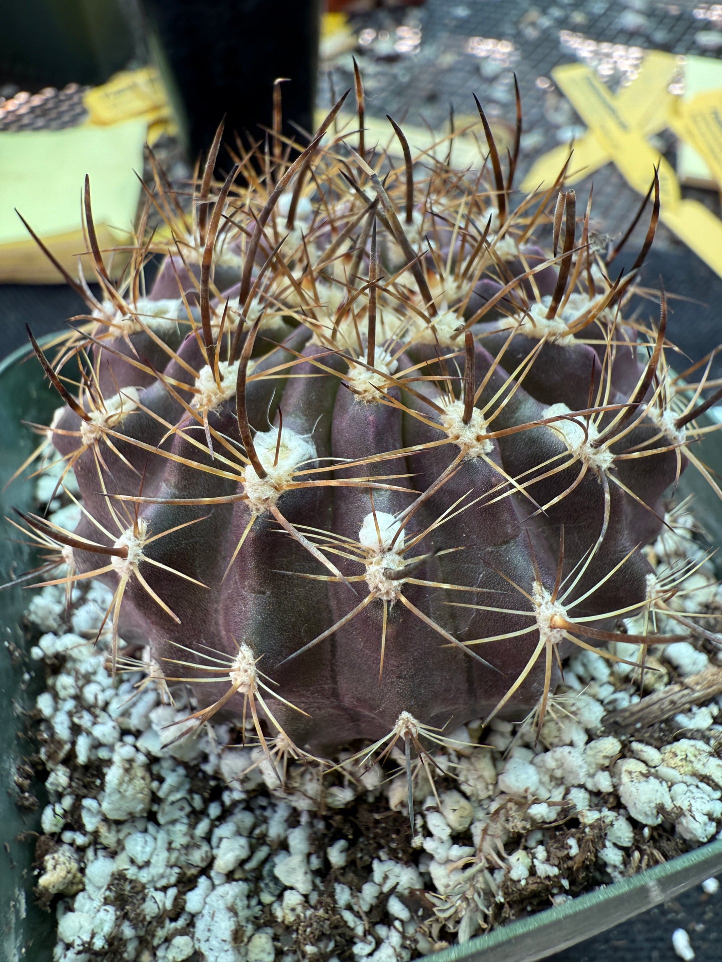 Neoporteria heinrichiana rare cactus 151