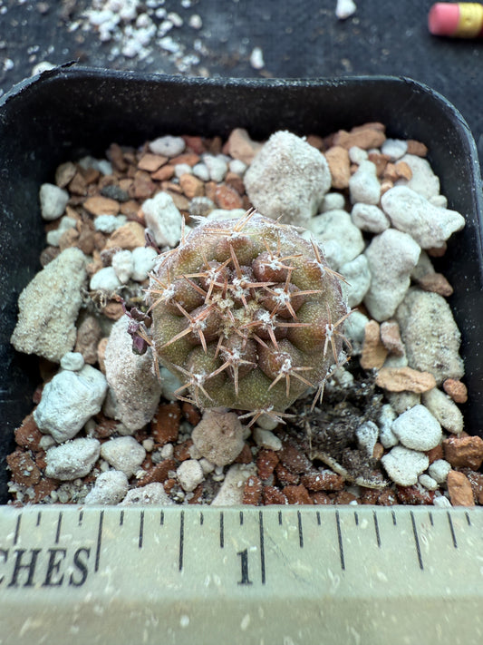 Copiapoa columna alba seedling 152 white short spine