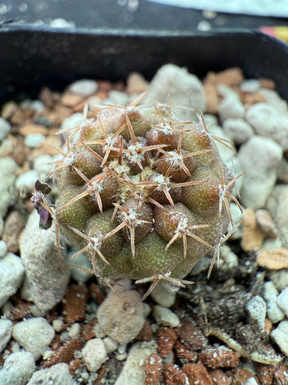 Copiapoa columna alba seedling 152 white short spine