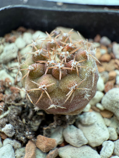 Copiapoa columna alba seedling 152 white short spine