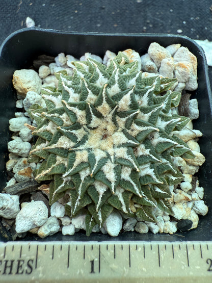 Ariocarpus kotschoubeyanus Macdowelii 12 years old specimen 153