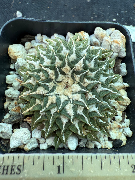 Ariocarpus kotschoubeyanus Macdowelii 12 years old specimen 153