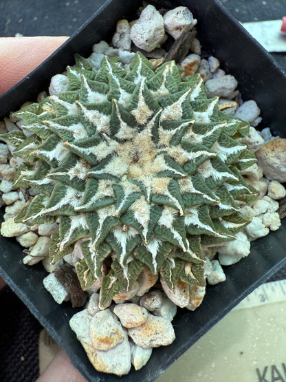 Ariocarpus kotschoubeyanus Macdowelii 12 years old specimen 153