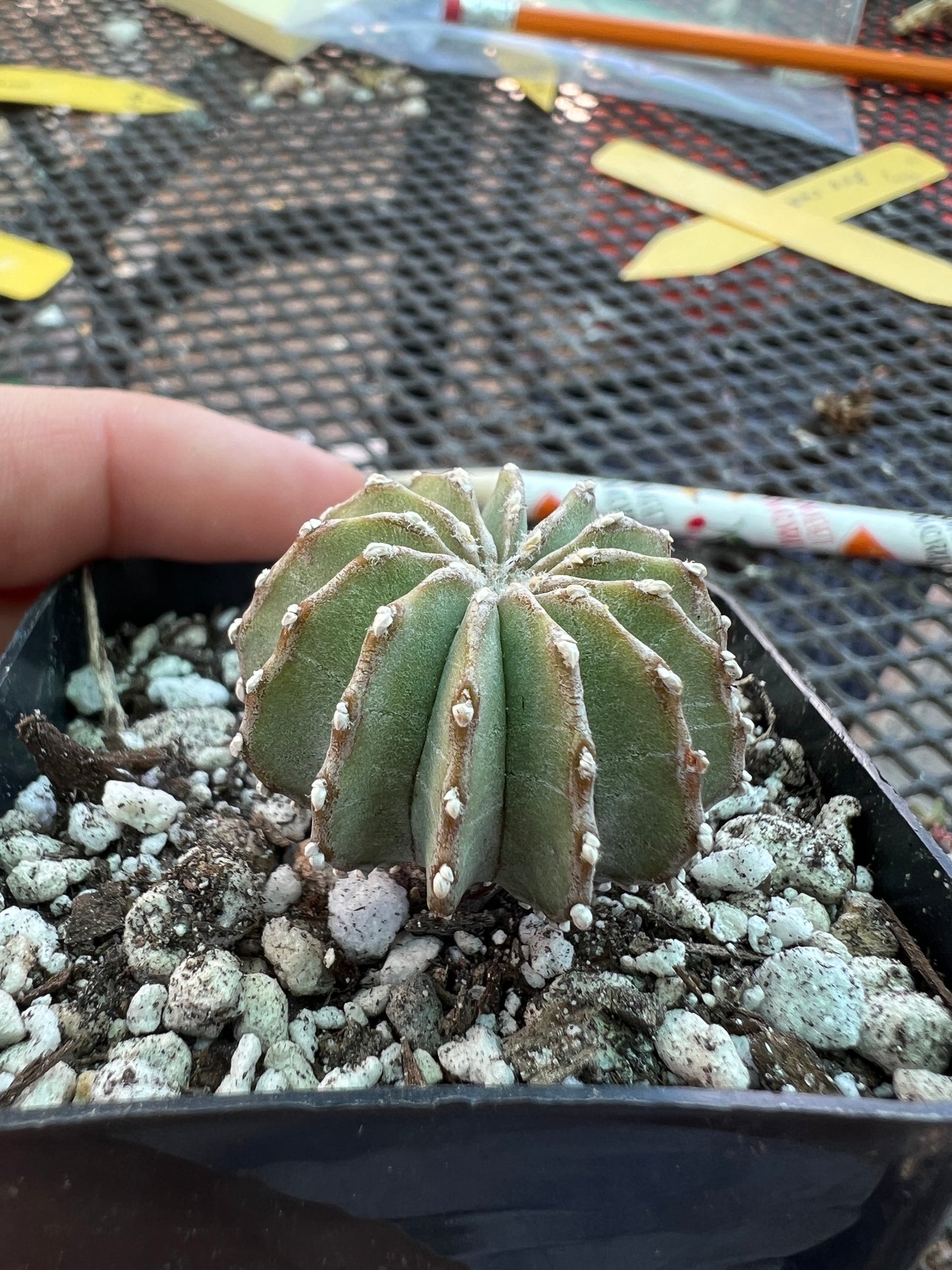 Geohintonia mexicana cactus
